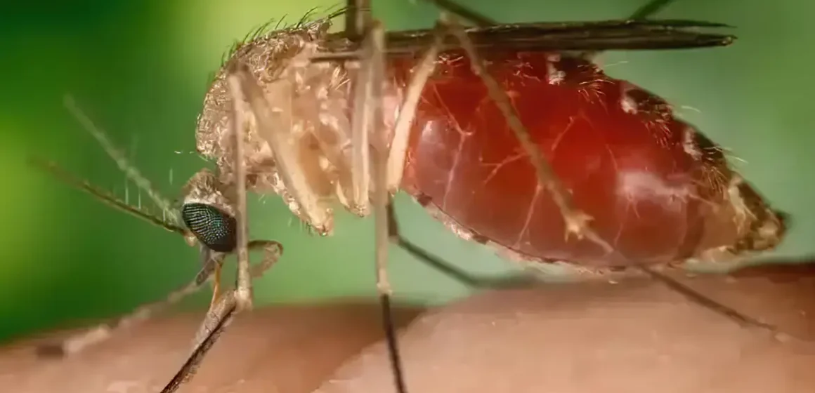 Opas eleva risco de febre do Oropouche nas Américas para alto