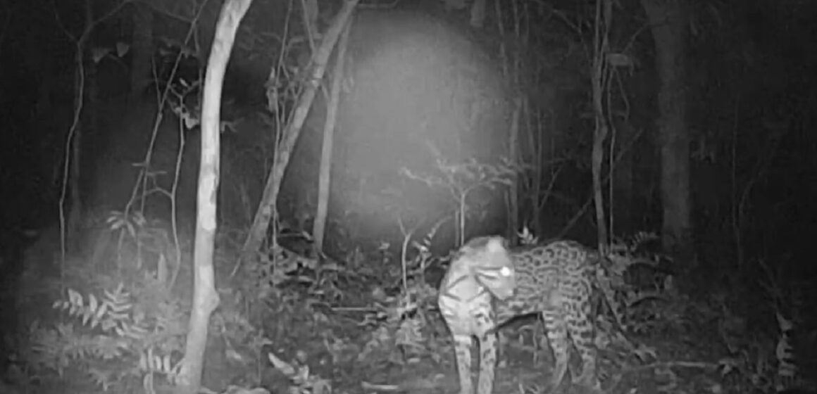 Em Altamira, animais em risco de extinção são flagrados por câmeras