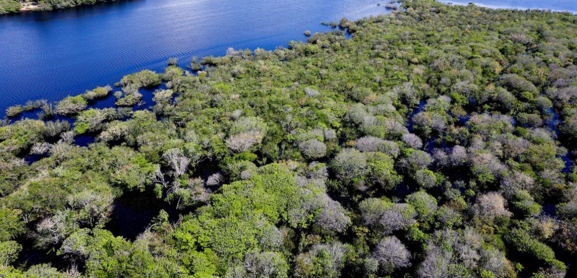 pzzb8210 Saiba como títulos verdes possibilitam reflorestamento na Amazônia
