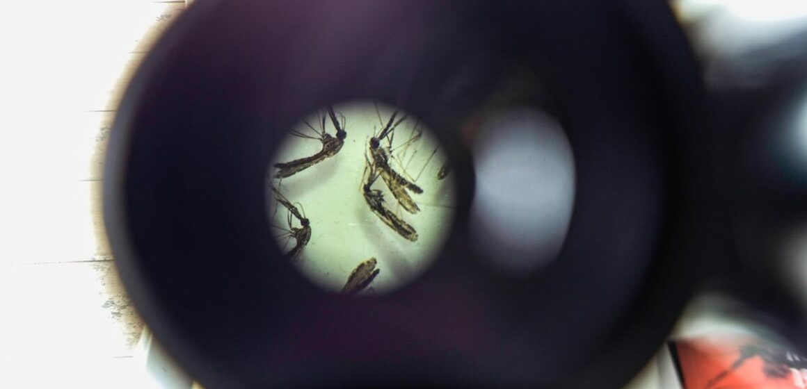 Sespa alerta para risco de automedicação em casos de suspeita de dengue