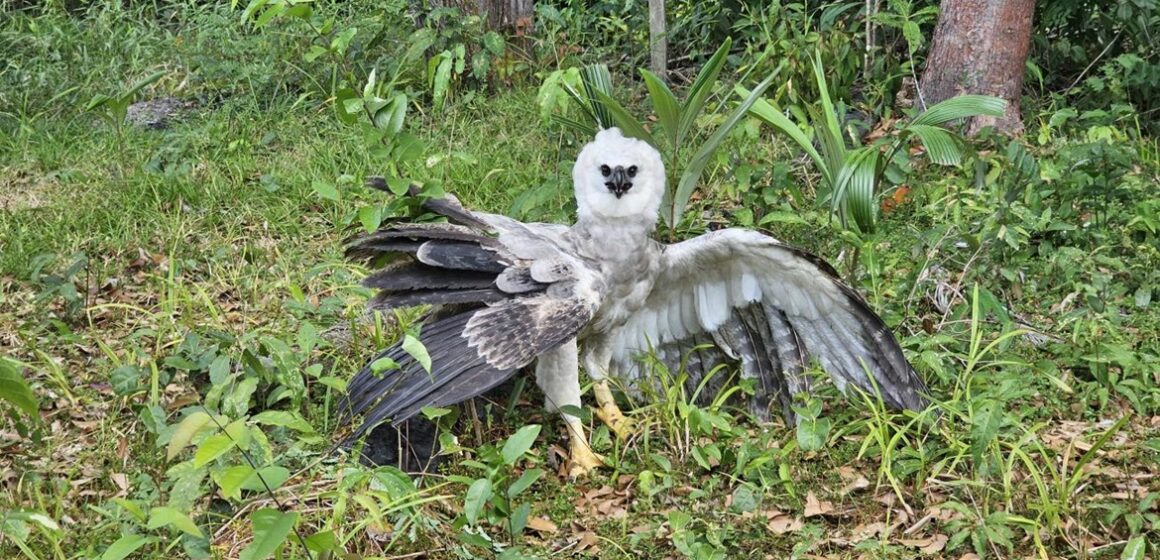 Ação integrada resgata filhote de gavião-real no sudoeste paraense