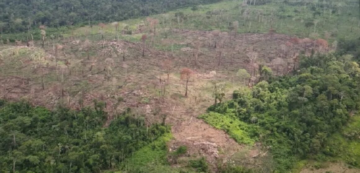 whatsapp-image-2022-12-14-at-11.16.52 No Sudoeste do Pará, Ibama retira gado ilegal de terra indígena