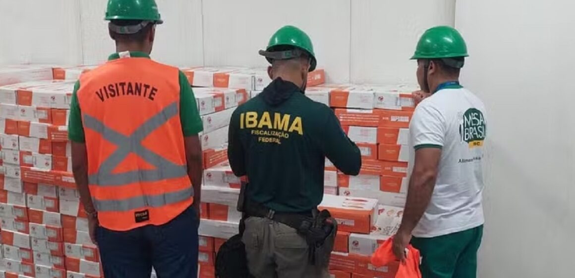 Pescado ameaçado de extinção é apreendido em Barcarena pelo Ibama