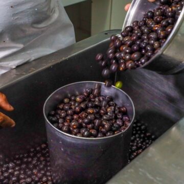 Açaí faz do Pará líder nacional com mais de 90% da produção brasileira 