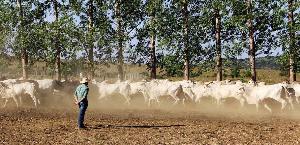 Pará é o segundo estado do Brasil com maior número de rebanho bovino