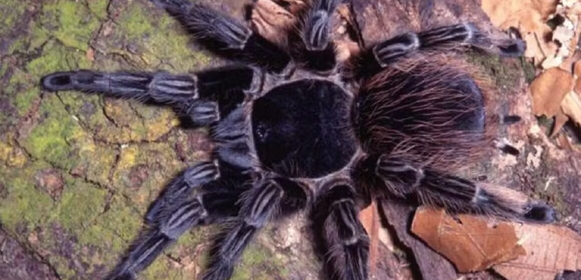 a-aranha-vitalius-wacketi-habita-o-litoral-paulista Veneno de aranha encontrada no Brasil é esperança de tratamento contra a leucemia