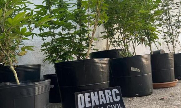 Vinte e dois pés de maconha são apreendidos em Ananindeua