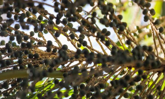 Pará exporta mais de 61 mil toneladas de açaí por ano, aponta Fapespa