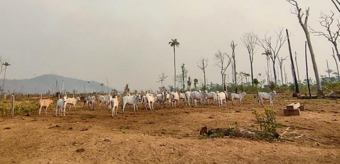 Semas cumpre mandado de reintegração de posse em área embargada na Área de Proteção Ambiental Triunfo do Xingu
