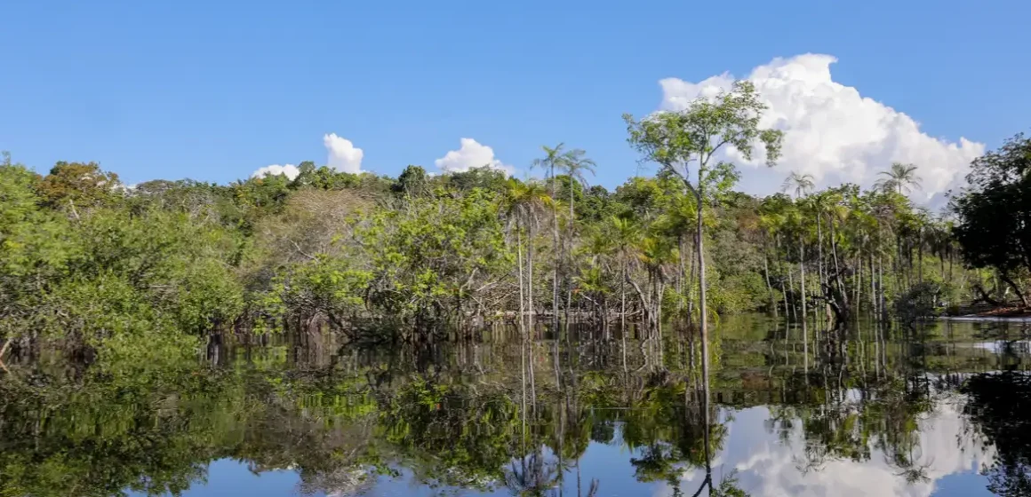 Sociedade civil aposta em parcerias para recuperação florestal no país