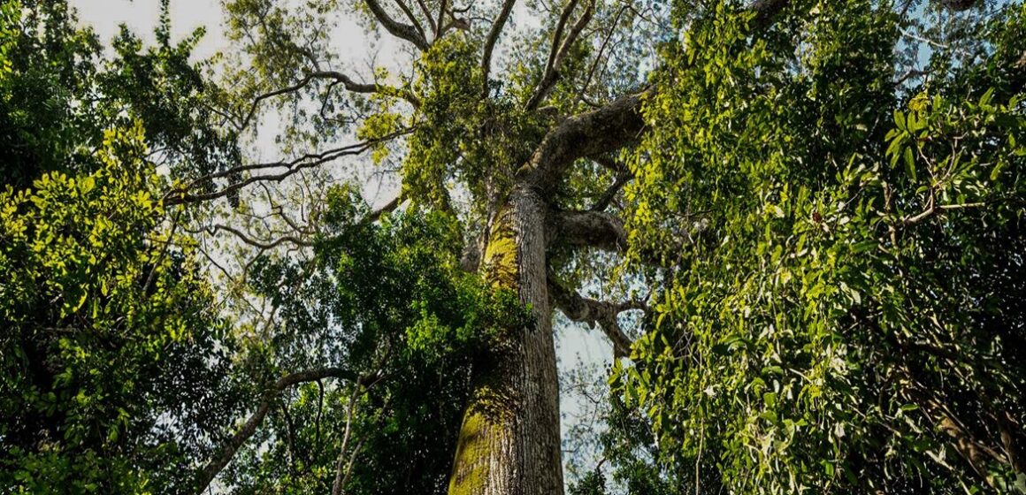 Em parceria com o BID, Iniciativa Amazônia+10 lança programa de residência na Amazônia Legal