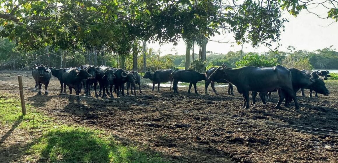 Criadora de búfalos, em Almeirim, se destaca com queijo artesanal no Baixo Amazonas