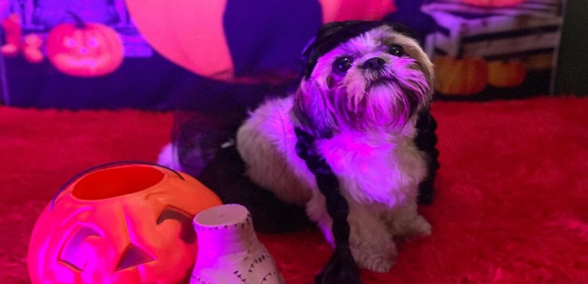 Snapinsta.app_464738679_18103149559452577_1220150315725967324_n_1080 Cachorros são vestidos com fantasias de fantasmas e viralizam
