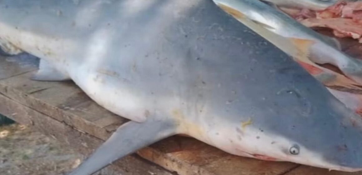 Pescadores capturam tubarão em praia de Mosqueiro