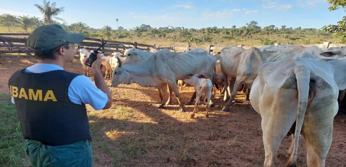 Operação mira 4 cidades do Pará contra fraudes e comércio ilegal de milhares de bois em Terra Indígena