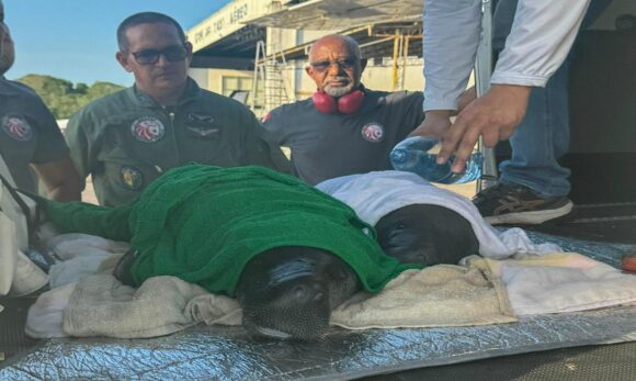 Dois filhotes de peixes-boi são resgatados e transportados para Belém