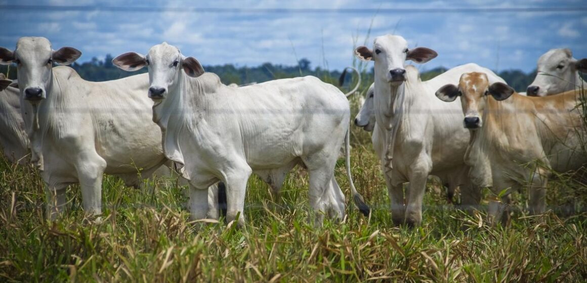 Pará tem melhor desempenho da Região Norte com exportações do agronegócio