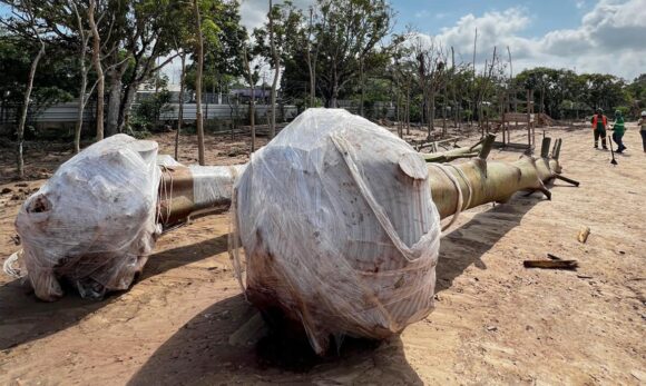 Transplante de samaumeira marca nova etapa no Parque da Cidade, em Belém