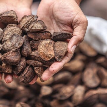 Consumo da castanha-do-Pará contribui na prevenção do Alzheimer e outras doenças