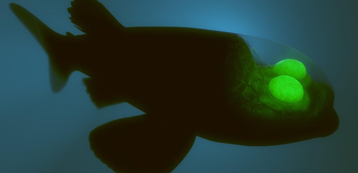 Chega a Belém experiência “Bioluminosa” que apresenta mistérios da luminescência da natureza de seres vivos e minerais