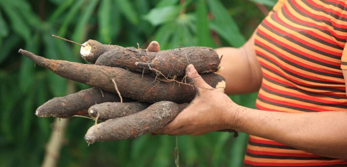 Estudo feito no Brasil aponta que a mandioca ajuda a manter a saúde intestinal