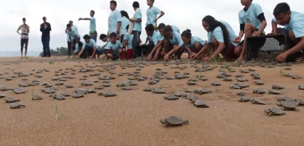 Alunos participam de soltura de quelônios no Pará