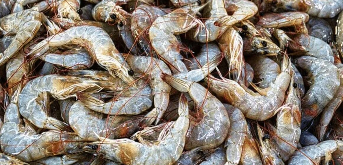 o-camarao-um-dos-crustaceos-mais-apreciados-na-culinaria-brasileira-estara-protegido-ate-o-dia-30-de-abril-152055_800x450 Contaminação com microplástico afeta até 90% do camarão do litoral de São Paulo