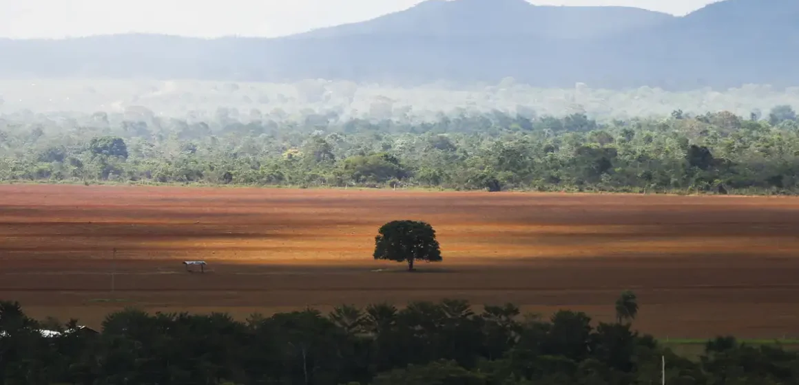 Desmatamento no Cerrado caiu 33% em 2024, mas ainda é elevado