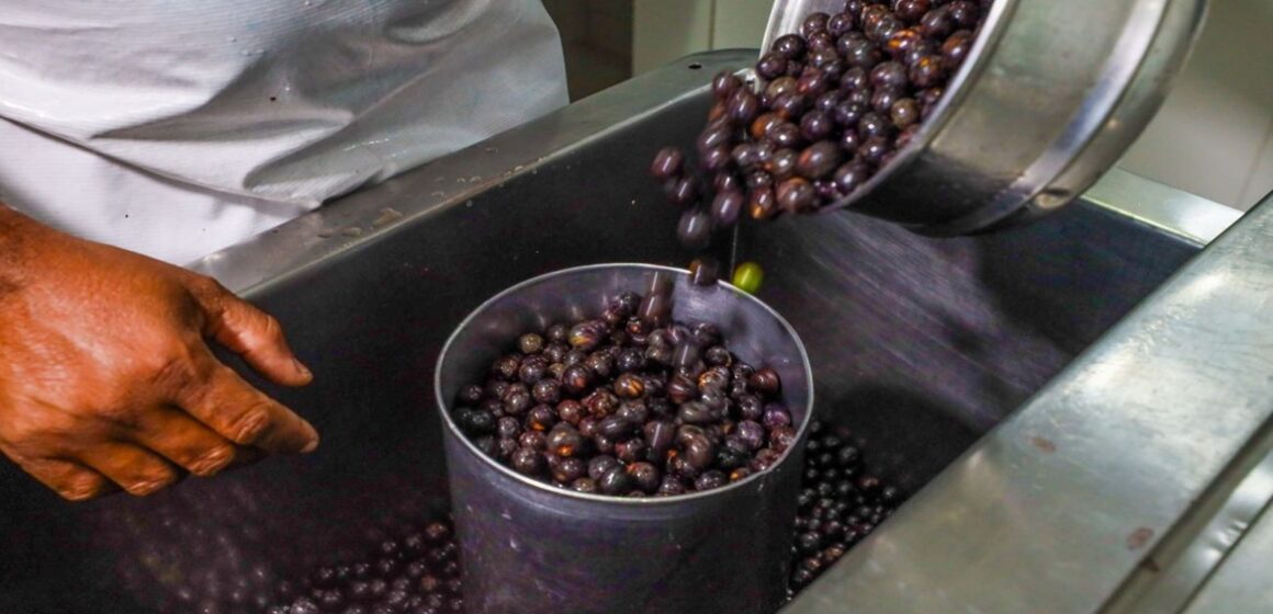 Preço do açaí deve subir ainda mais e já chega a R$ 39 o litro