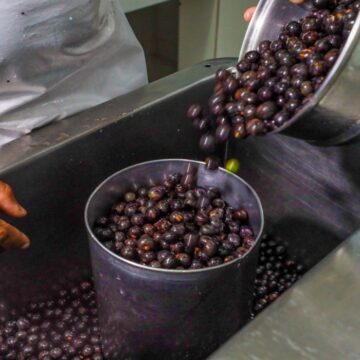 Preço do açaí deve subir ainda mais e já chega a R$ 39 o litro