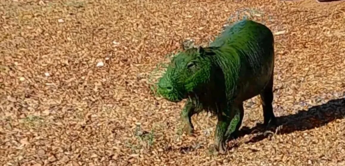 Capivaras ficam verdes no Uruguai após contato com bactérias tóxicas