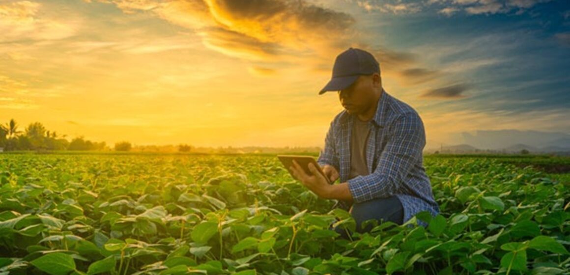 Prorrogação do Crédito Rural pode ser saída para produtores em tempos de adversidades; veja explicação de advogado especialista na área