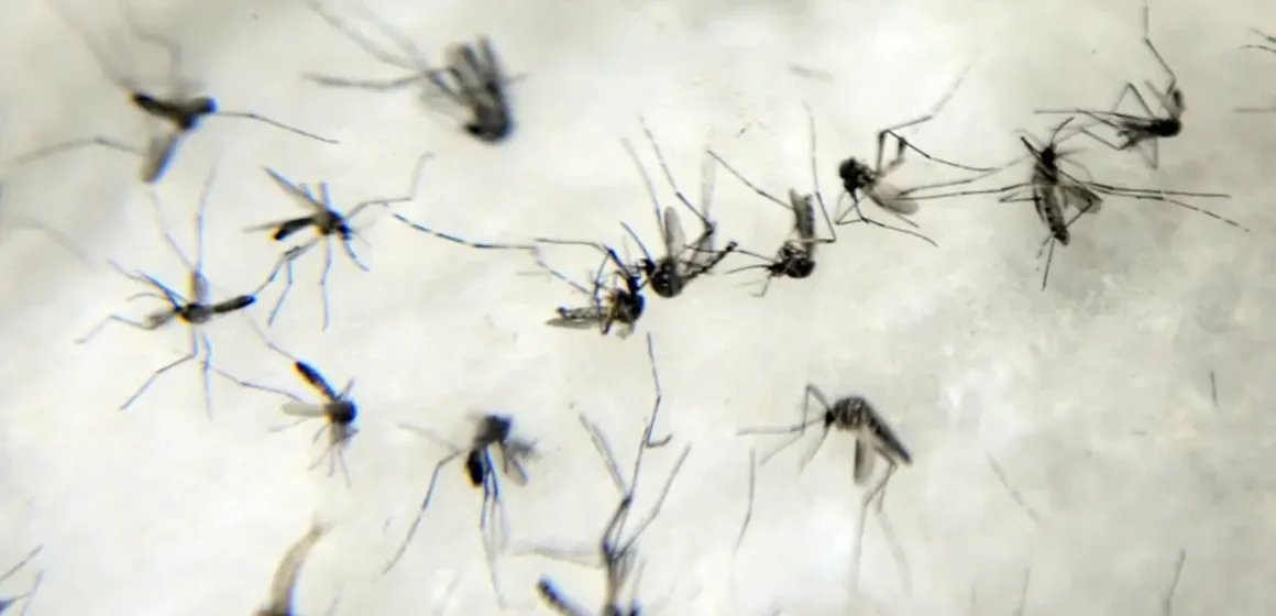 aedes Pará registra queda de 59% em casos de dengue em janeiro