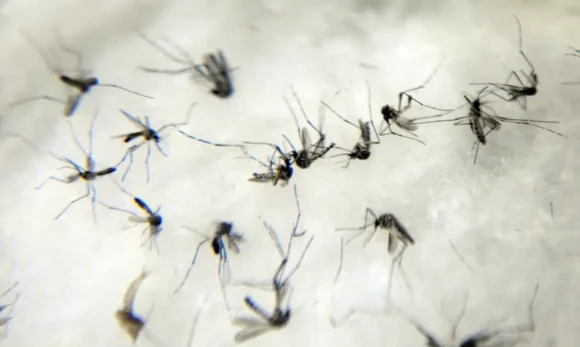 Pará registra queda de 59% em casos de dengue em janeiro