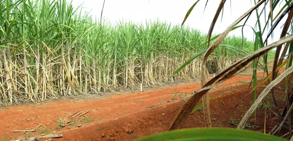 “Super enzima” de bactéria pode transformar resíduos em biocombustível