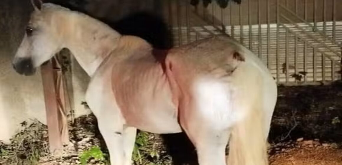 Em Paragominas, homem morre ao colidir com cavalo solto em avenida
