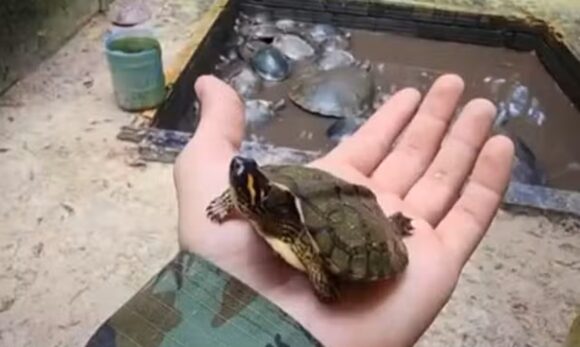 Polícia Militar ambiental resgata tartarugas e jabutis em Ananindeua