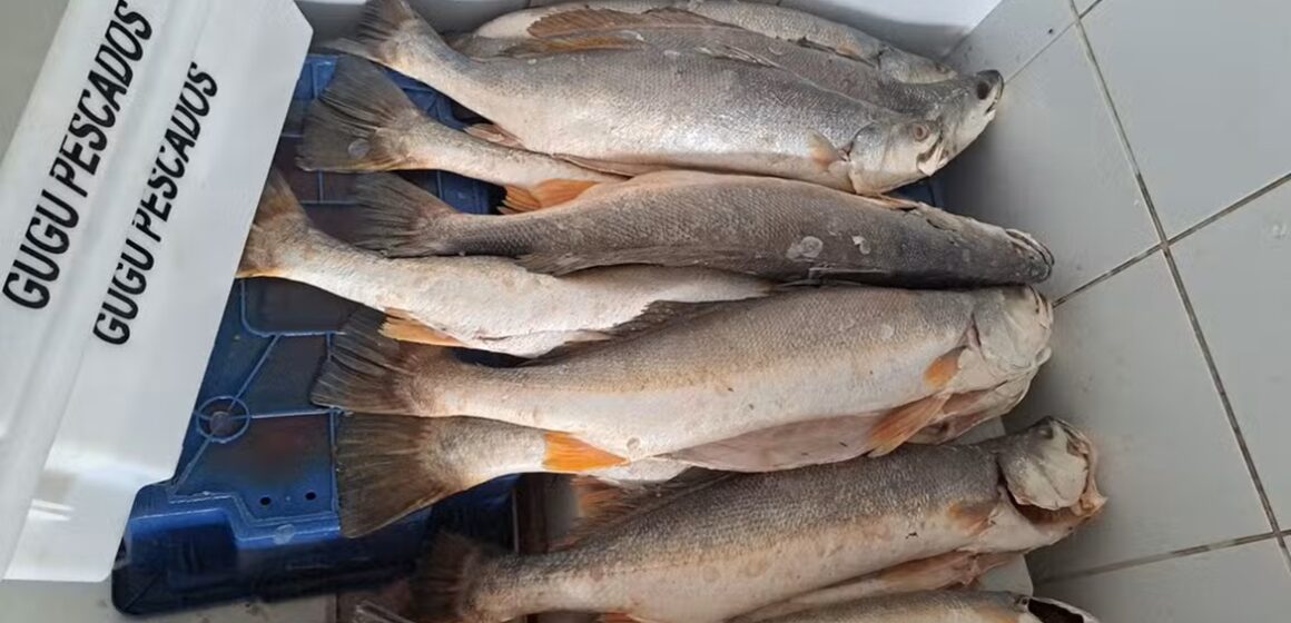 Em Belém, operação apreende mais de 30 toneladas de peixes e aplica multas a empresas pela comercialização durante o período de defeso