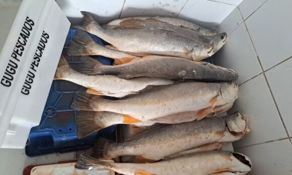 original-timephoto-20250204-092028 Em Belém, operação apreende mais de 30 toneladas de peixes e aplica multas a empresas pela comercialização durante o período de defeso