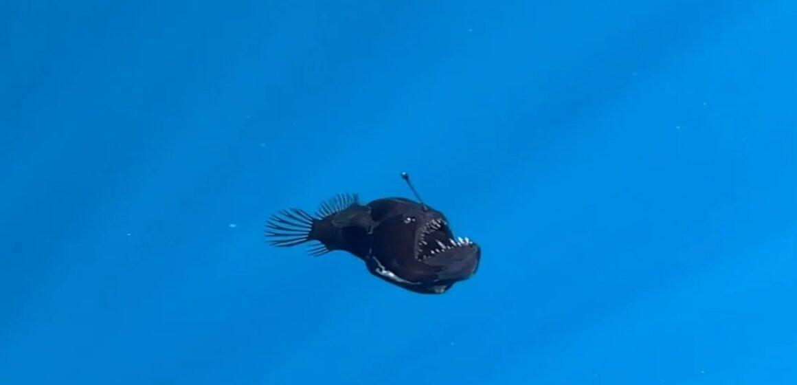 Peixe-diabo negro é visto pela primeira vez em águas rasas da Espanha