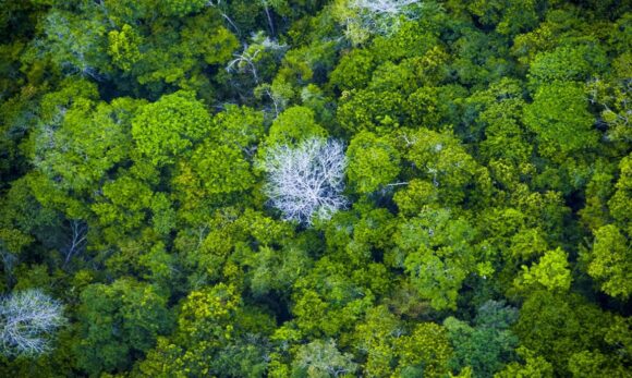 Pará reduz em mais de 70% em fevereiro a área recoberta por alerta de desmatamento