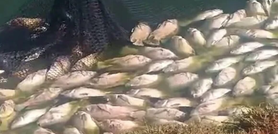 Após a falta de energia, empresários do Paraná perderam mais de 50 mil quilos de peixes