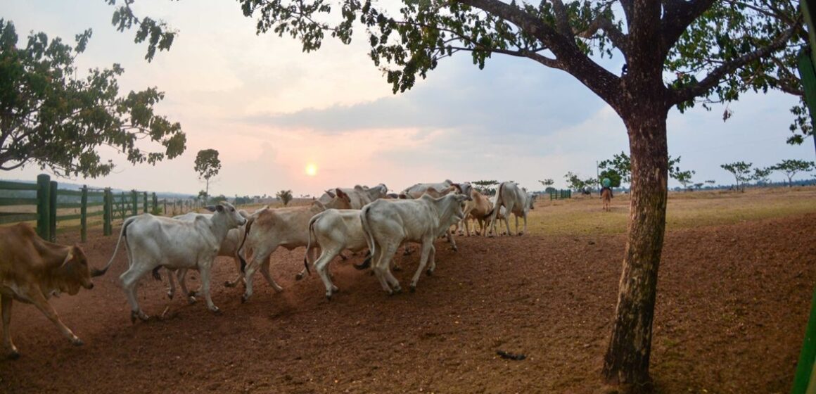 Pará publica lei que extingue taxa do agronegócio para conter inflação dos alimentos