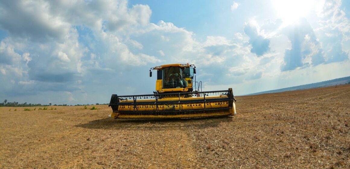 Pará lidera produção de soja, milho, cacau e criação de búfalos