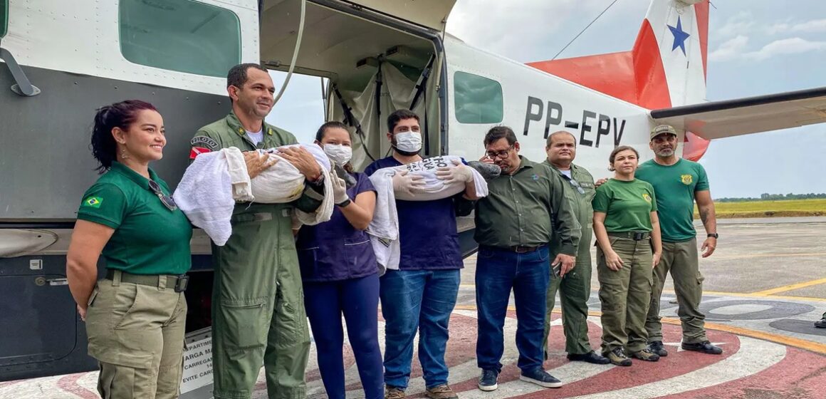 Filhotes de peixe-boi-da Amazônia são transportados para Belém pelo Grupamento Aéreo