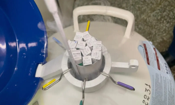 Material genético bovino adquirido pela Sedap é aprovado por laboratório da UFPA