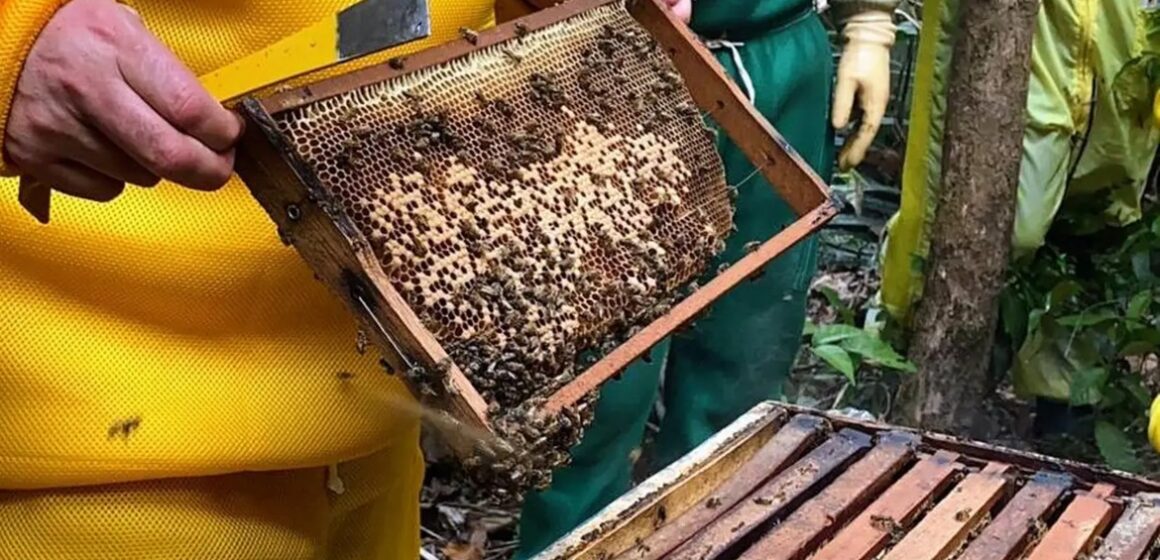 Ações de vigilância em criações de abelhas com ferrão e sem ferrão são intensificadas pela Adepará 