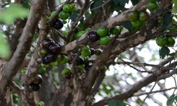 Ranking mundial elege a jabuticaba como a melhor fruta do Brasil
