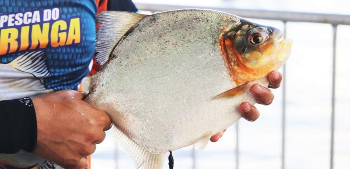 Torneio de Pesca Esportiva Pacu de Seringa de Altamira já está com 50% das vagas preenchidas