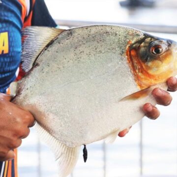 Torneio de Pesca Esportiva Pacu de Seringa de Altamira já está com 50% das vagas preenchidas